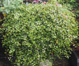 Muehlenbeckia complexa