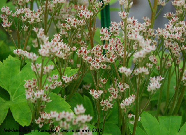 Mukdenia rossii 'Karasuba'