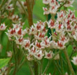 Mukdenia rossii
