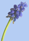 Muscari armeniacum