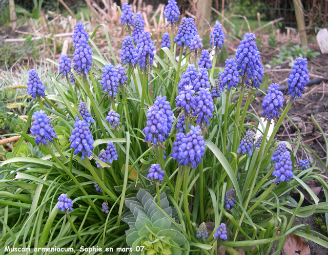 Muscari armeniacum