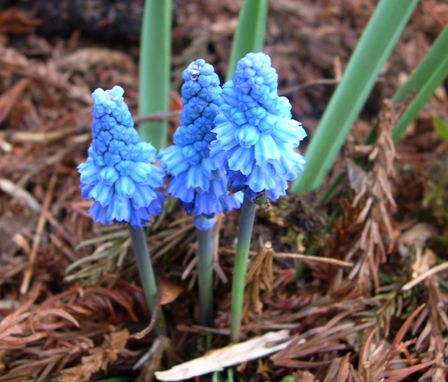 Muscari azureum