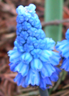 Muscari azureum