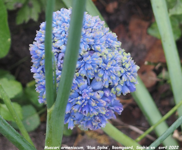 Muscari armeniacum 'Blue Spike'