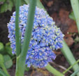 Muscari armeniacum 'Blue Spike'