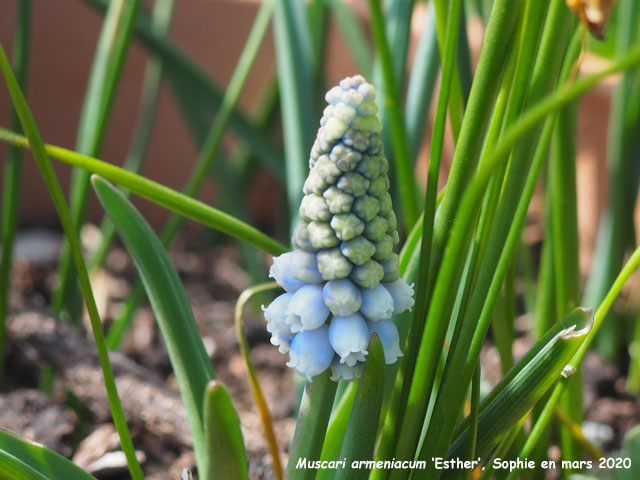 Muscari armeniacum 'Esther'