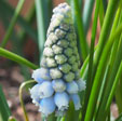 Muscari armeniacum 'Esther'