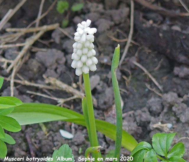 Muscari botyoides 'Album'
