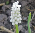 Muscari botryoides 'Album'