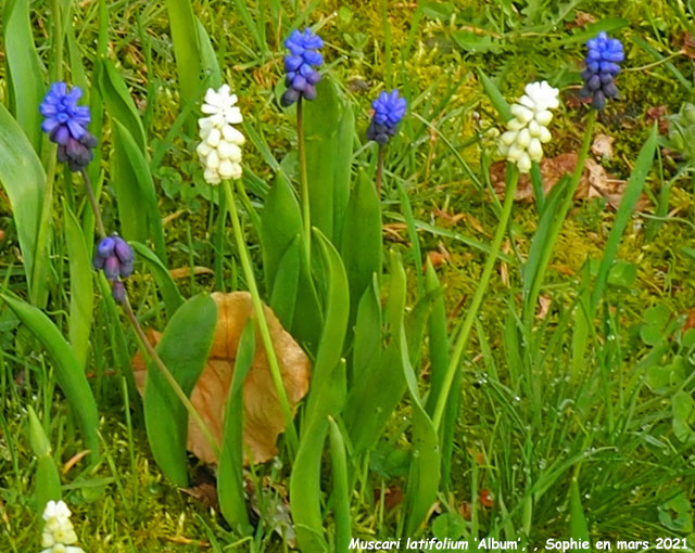 Muscari latifolium 'Album'