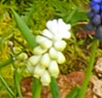 Muscari latifolium 'Album'