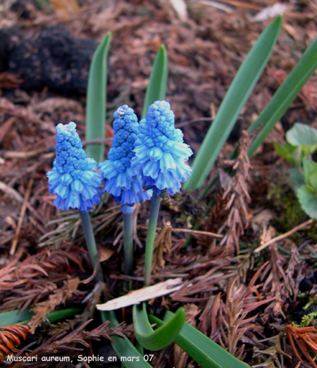 Muscari azureum