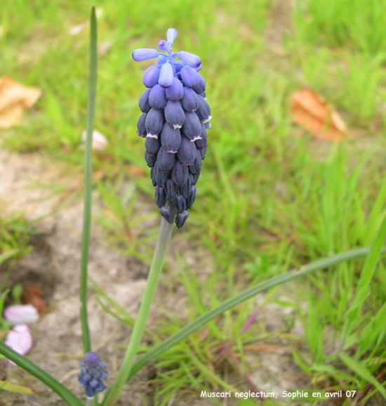 Muscari neglectum