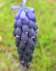 Muscari neglectum