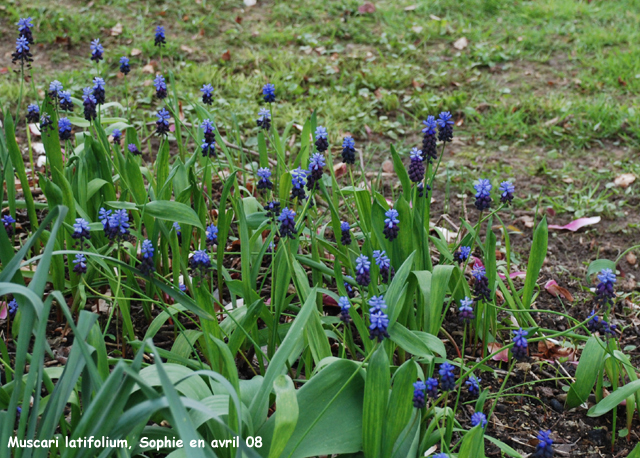 Muscari latifolium