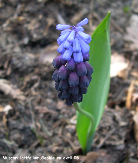 Muscari latifolium