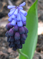 Muscari latifolium