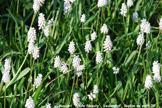 Muscari 'White Beauty'