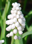 Muscari botroydes 'White Beauty'