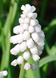 Muscari 'White Beauty'