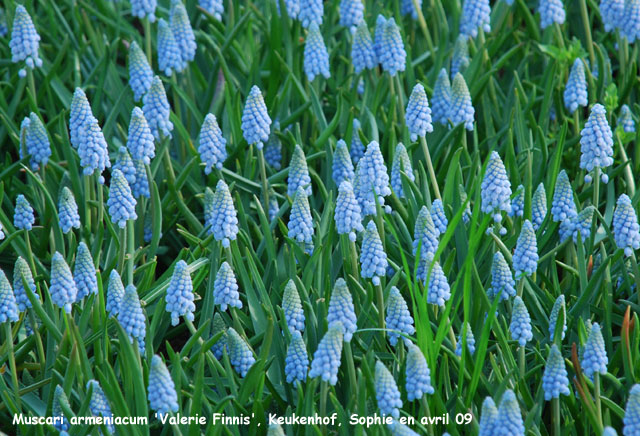 Muscari armeniacum 'Valerie Finnis'