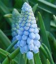 Muscari armeniacum 'Valerie Finnis'