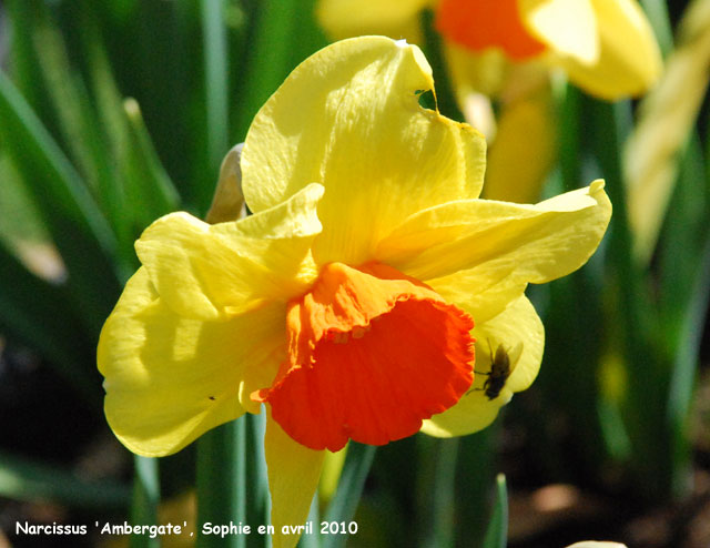 Narcissus 'Ambergate'