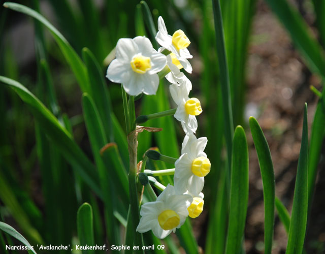 Narcissus 'Avalanche'