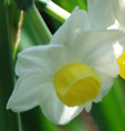 Narcissus 'Avalanche'