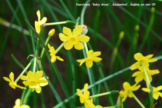 Narcissus 'Kokopelli'