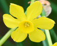 Narcissus ''Baby Moon'