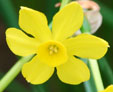 Narcissus 'Baby Moon'