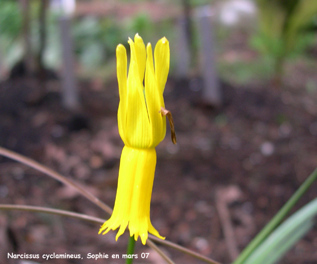 Narcissus cyclamineus