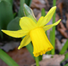 Narcissus 'February Gold'