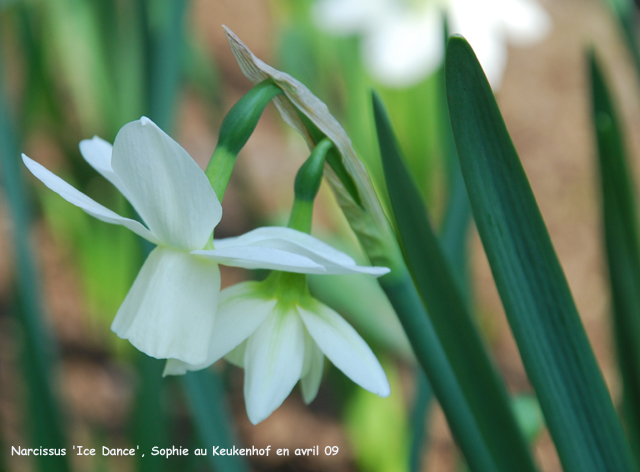 Narcissus 'Ice Wings'