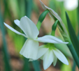 Narcissus 'Ice Wings'