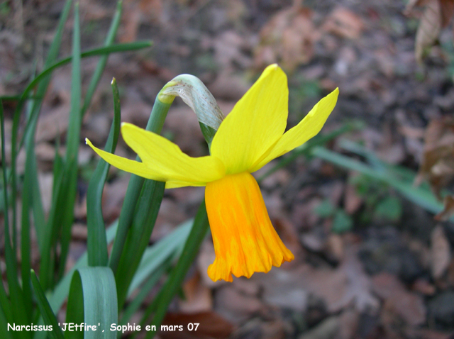 Narcissus 'Jetfire'