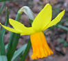 Narcissus 'Jetfire'