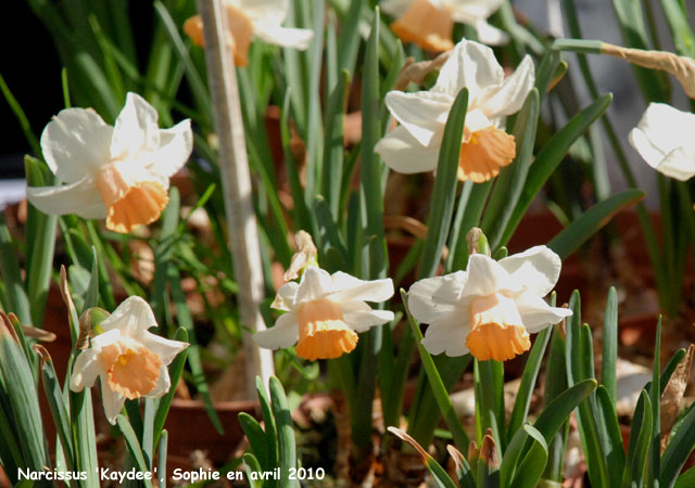 Narcissus 'Kaydee'