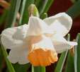 Narcissus 'Kaydee'