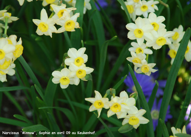 Narcissus 'Minnow'