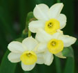 Narcissus 'Minnow'