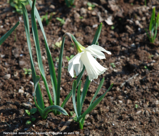 Narcissus moschatus