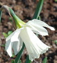 Narcissus moschatus