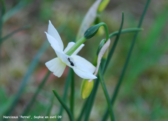 Narcissus 'Petrel'