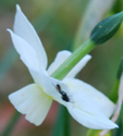 Narcissus 'Petrel'