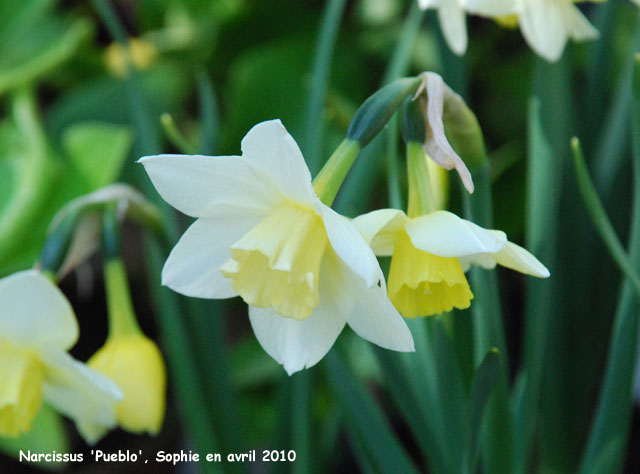 Narcissus 'Pueblo'