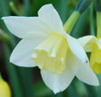 Narcissus 'Pueblo'