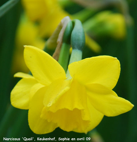 Narcissus 'Quail'