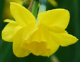 Narcissus 'Quail'